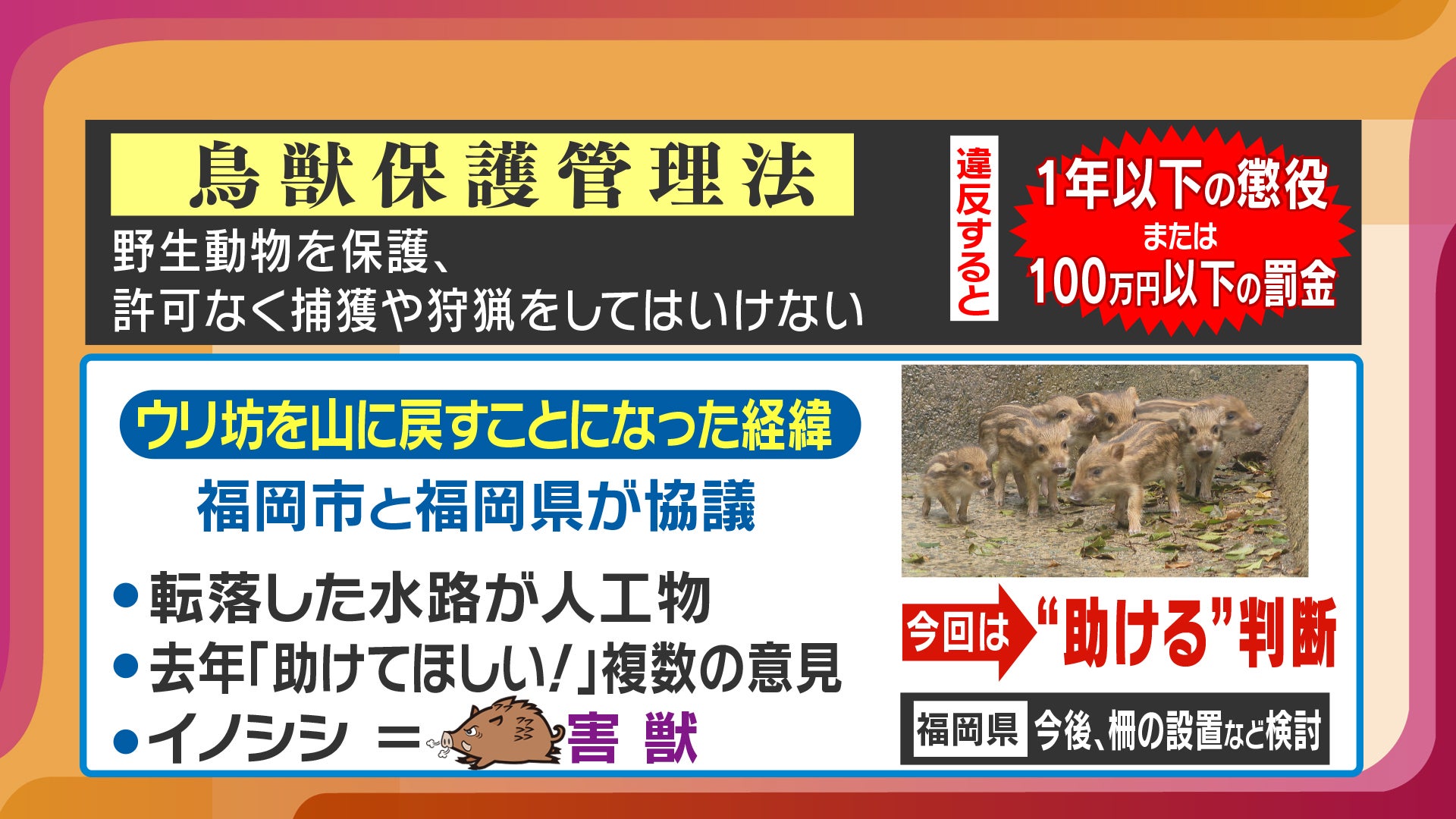 今年も水路にはまった“ウリ坊”手を出せないはずの野生動物を行政が